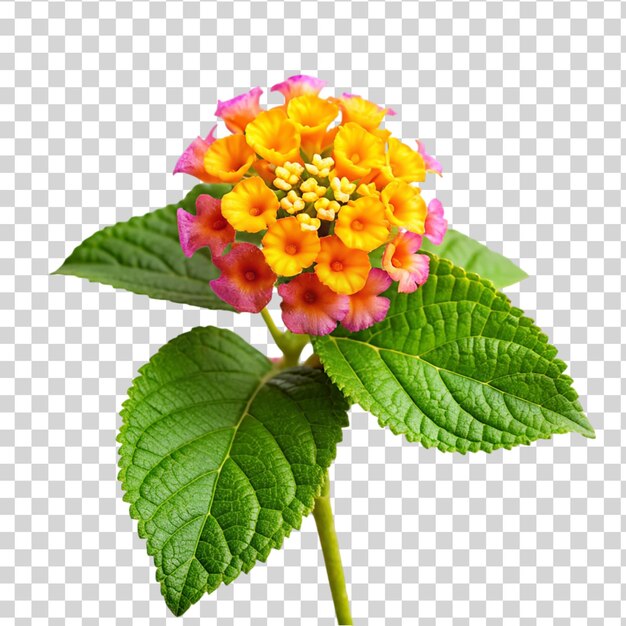 PSD la fleur de lantana camara isolée sur un fond transparent