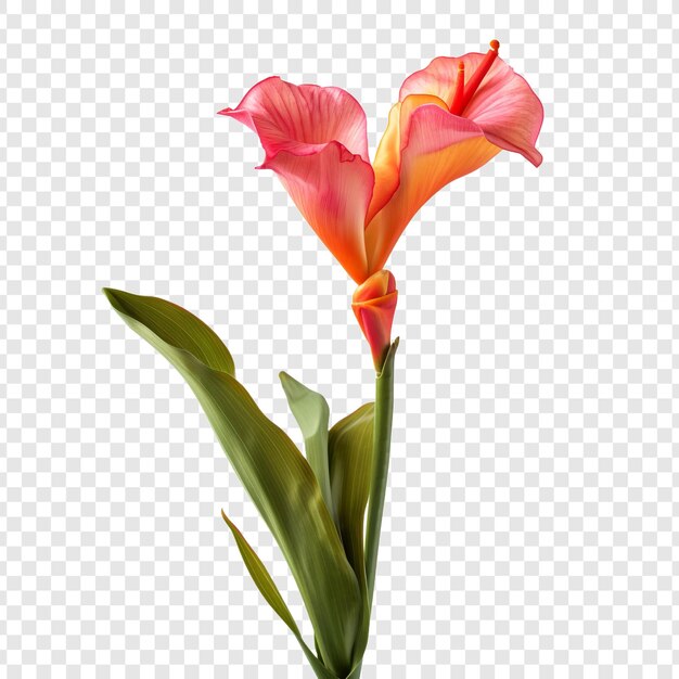 PSD fleur de lily de canna isolée sur un fond transparent