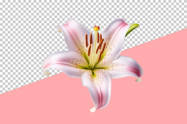 PSD la fleur de lis. un fond transparent