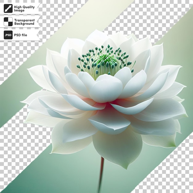 PSD fleur de lotus blanc sur fond transparent