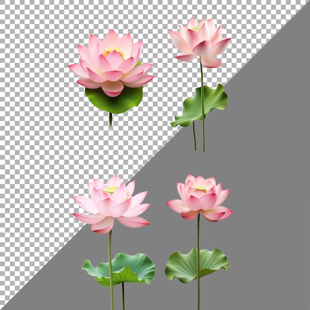 Fleur De Lotus Sur Fond Transparent Générée Par Ai