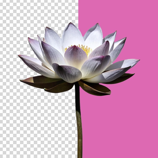 Une fleur de lotus isolée sur un fond transparent