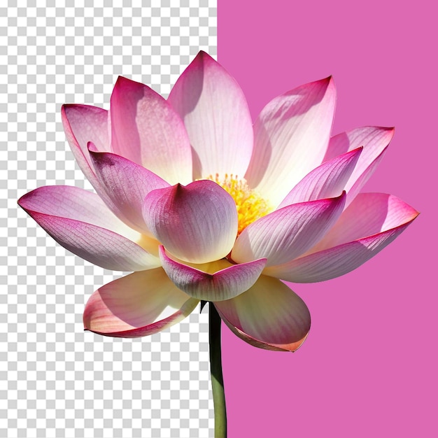 Une fleur de lotus isolée sur un fond transparent