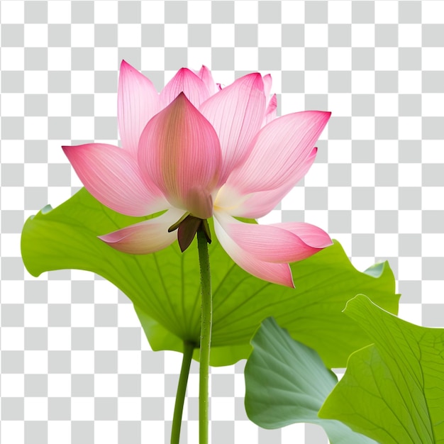 PSD fleur de lotus psd isolée sur un fond transparent