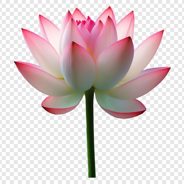 Une fleur de lotus rose élégante en fleurs