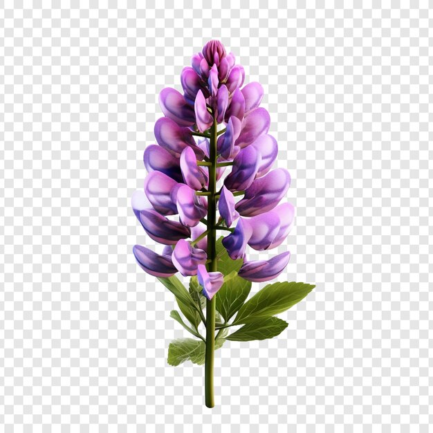 PSD fleur de lupin isolée sur un fond transparent