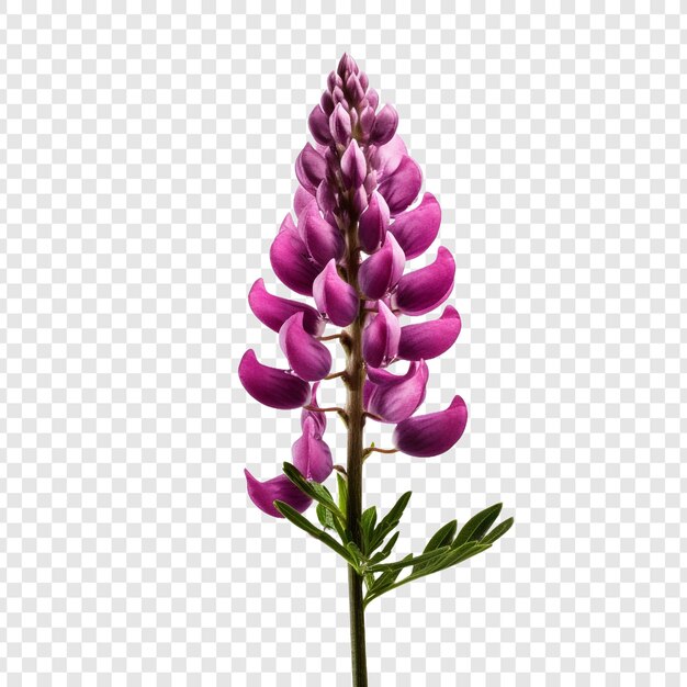 Fleur De Lupin Isolée Sur Fond Transparent