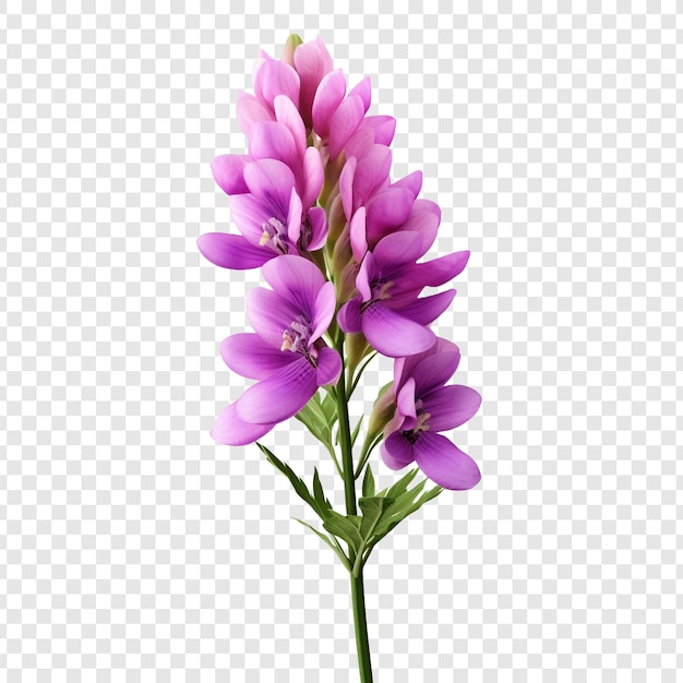 PSD fleur de lupin isolée sur fond transparent