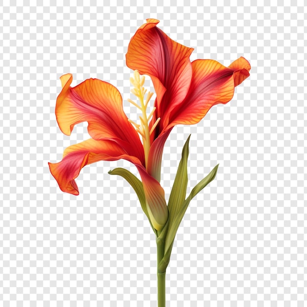 PSD fleur de lys canna isolée sur fond transparent