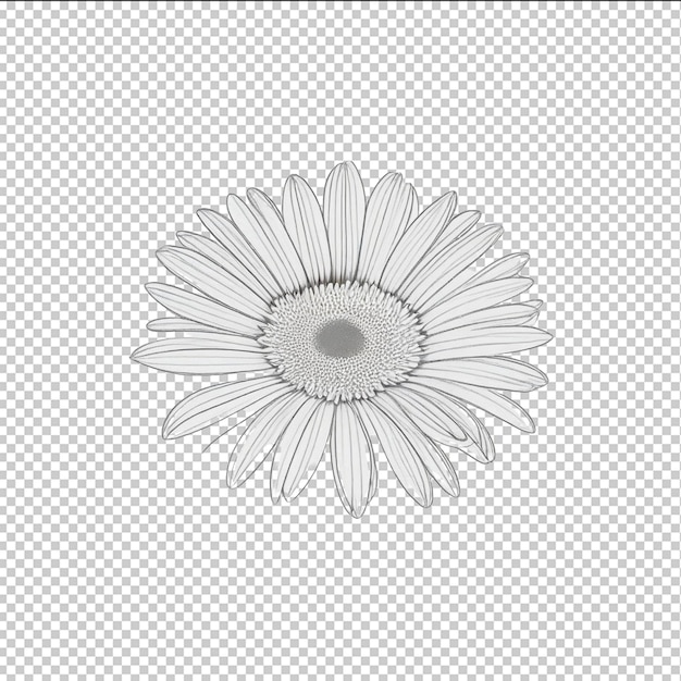 PSD fleur de marguerite blanche