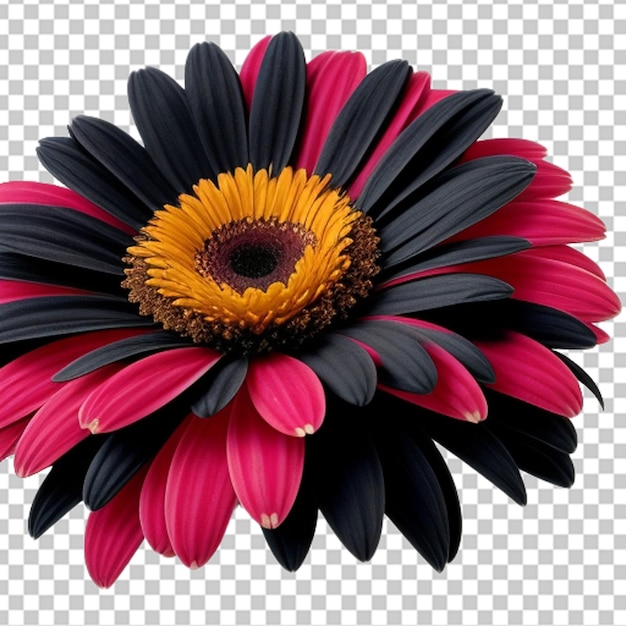 Fleur De Marguerite Gerbera Noire Brillante