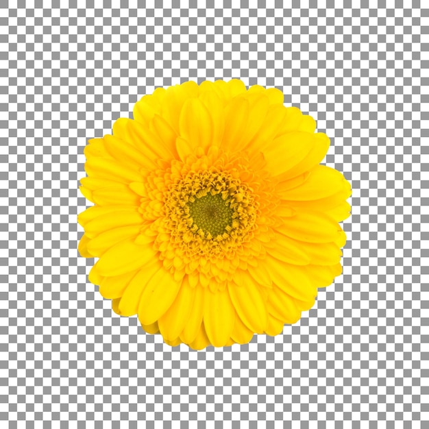 Une fleur de marguerite jaune avec un fond transparent