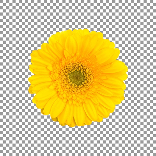 PSD une fleur de marguerite jaune avec un fond transparent