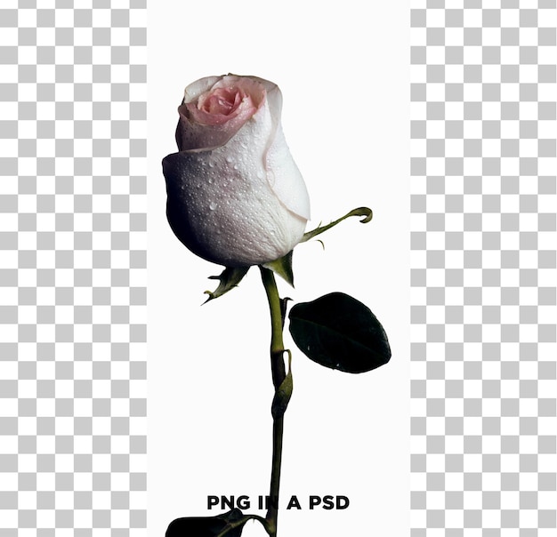 fleur de mariage romantique isolée sur un fond transparent