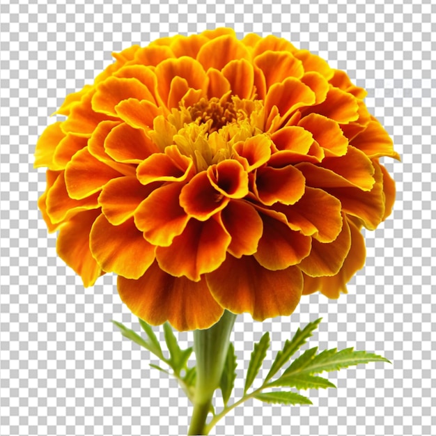 PSD fleur de marigold sur un fond transparent