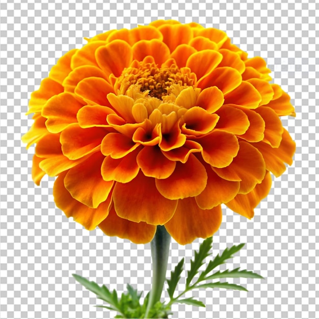 PSD fleur de marigold sur un fond transparent