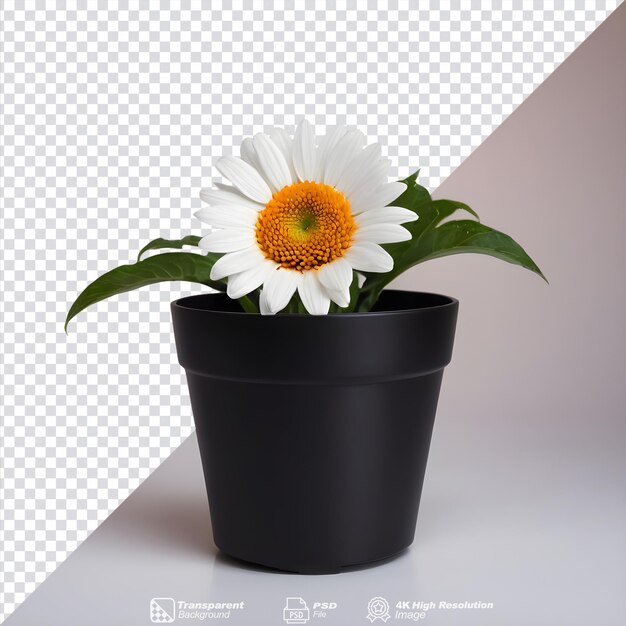 Fleur Métallique Isolée Dans Un Pot Noir Sur Un Fond Transparent