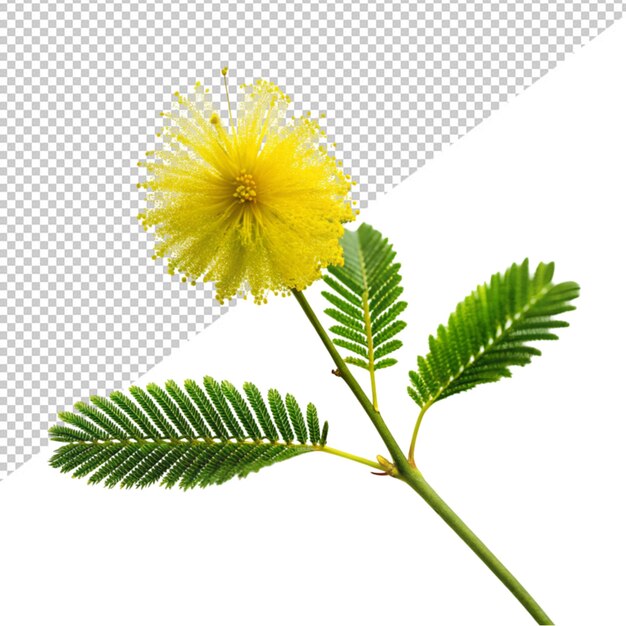 PSD fleur de mimose sur un fond transparent