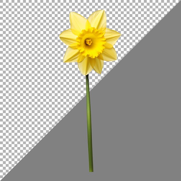 PSD fleur de narcisse sur fond transparent générée par ai