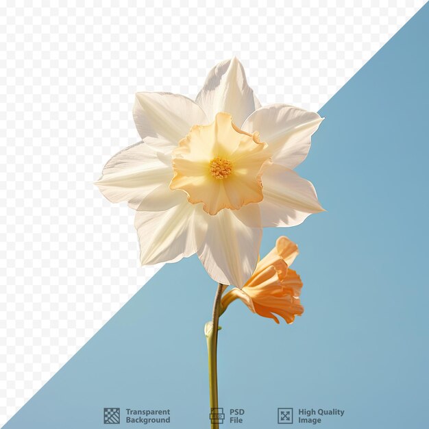 PSD fleur de narcisse avec fond transparent