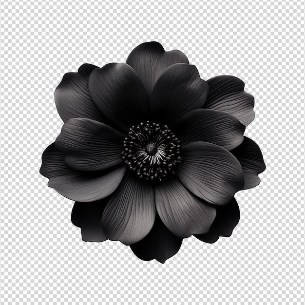 PSD fleur noire isolée sur un fond transparent