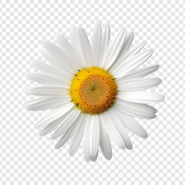 PSD fleur oxeye isolée sur fond transparent