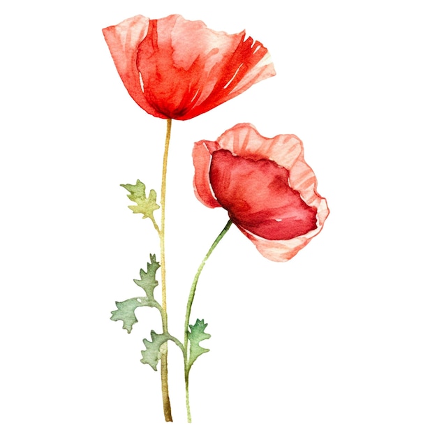 PSD fleur de pavot peinte à l'aquarelle elément de conception dessiné à la main isolé sur un fond transparent