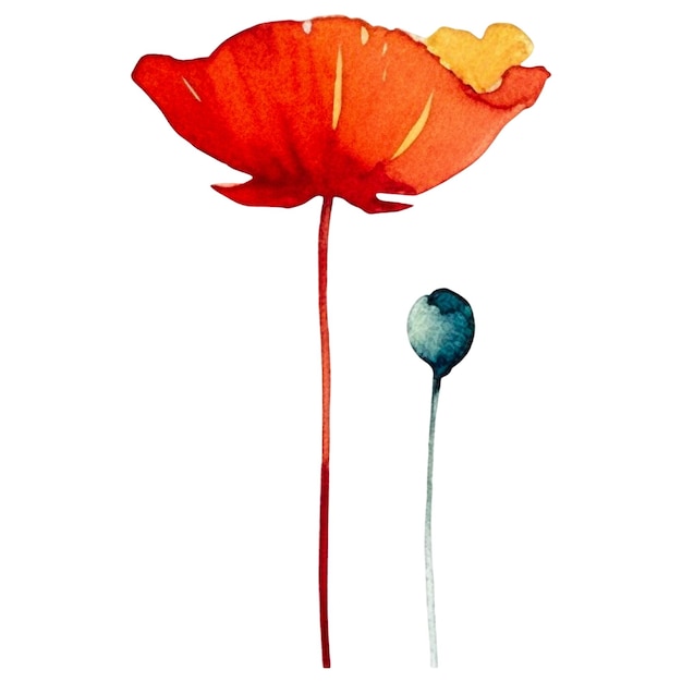 PSD fleur de pavot peinte à l'aquarelle elément de conception dessiné à la main isolé sur un fond transparent