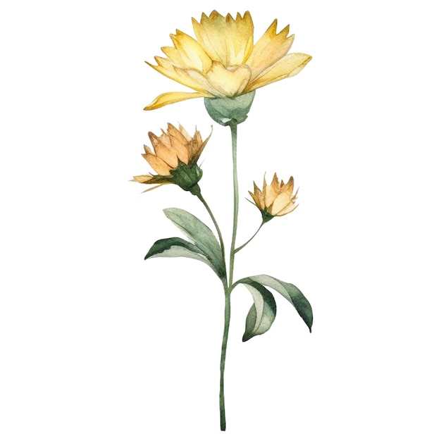 Fleur peinte à l'aquarelle Éléments de conception de fleurs dessinés à la main isolés sur fond blanc