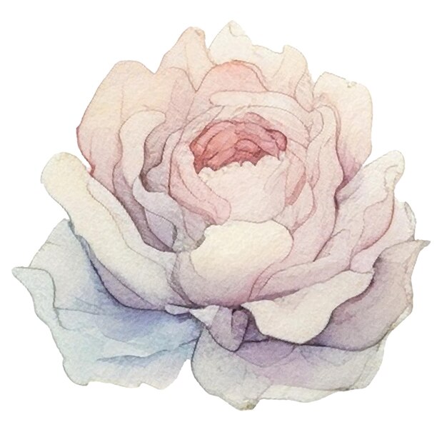 PSD fleur peinte à l'aquarelle éléments de conception de fleurs dessinés à la main isolés sur fond blanc