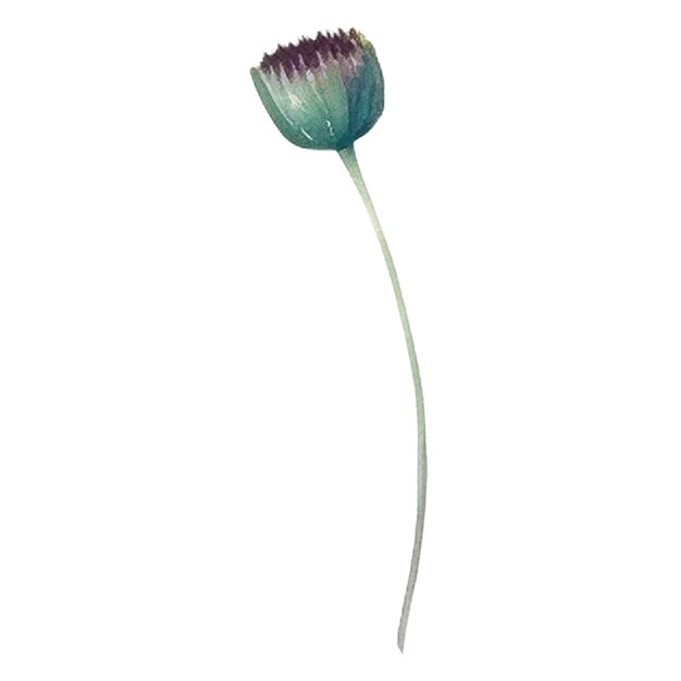 Fleur Peinte à L'aquarelle éléments De Conception De Fleurs Dessinés à La Main Isolés Sur Fond Blanc