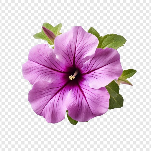 PSD fleur de pétunia isolée sur fond transparent