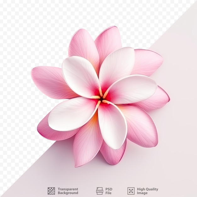 PSD fleur de plumeria rose fraîche isolée sur fond transparent