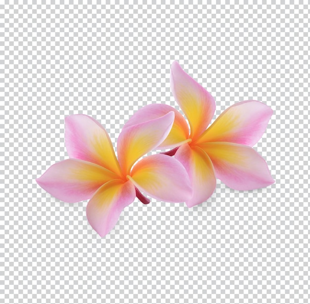 PSD fleur de plumeria rubra isolée psd premium