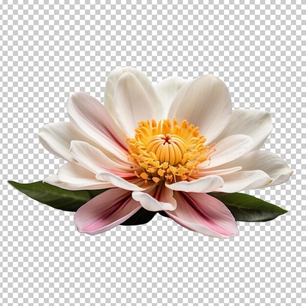 PSD une fleur png psd.