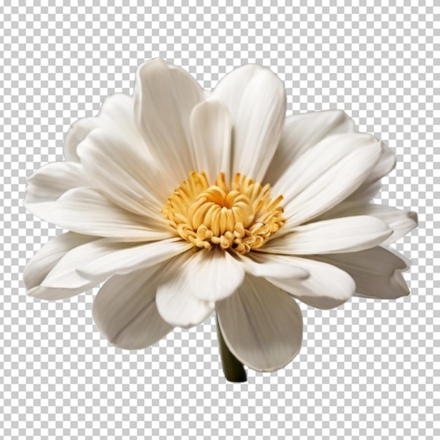 PSD une fleur png psd.