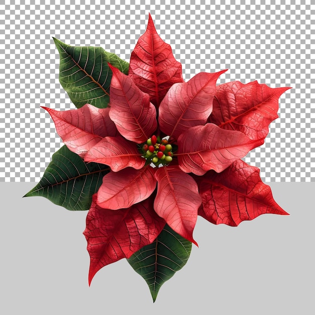 La Fleur De Poinsettia De Noël Sur Un Fond Transparent