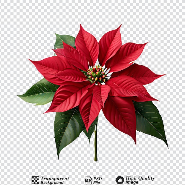 Fleur De Poinsettia De Noël Isolée Sur Un Fond Transparent