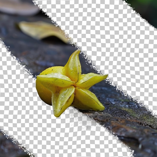 PSD une fleur qui est tombée d'un rocher