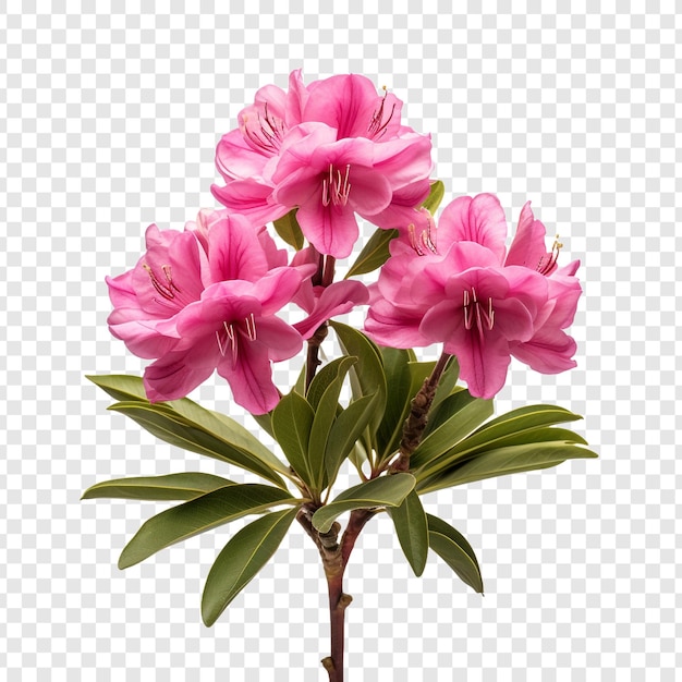 PSD fleur de rhododendron isolée sur un fond transparent