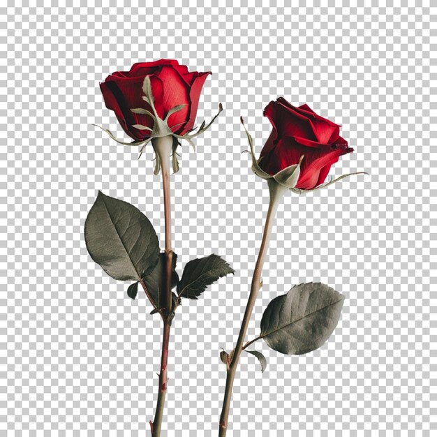 Fleur De Rose Et Bouquet Png Isolés Sur Un Fond Transparent