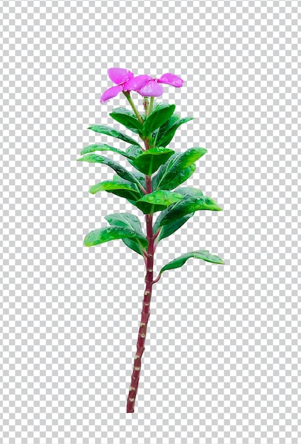 PSD fleur rose sur une branche d'arbre goutte de pluie png fleur rose avec feuille verte feuillage plante eco