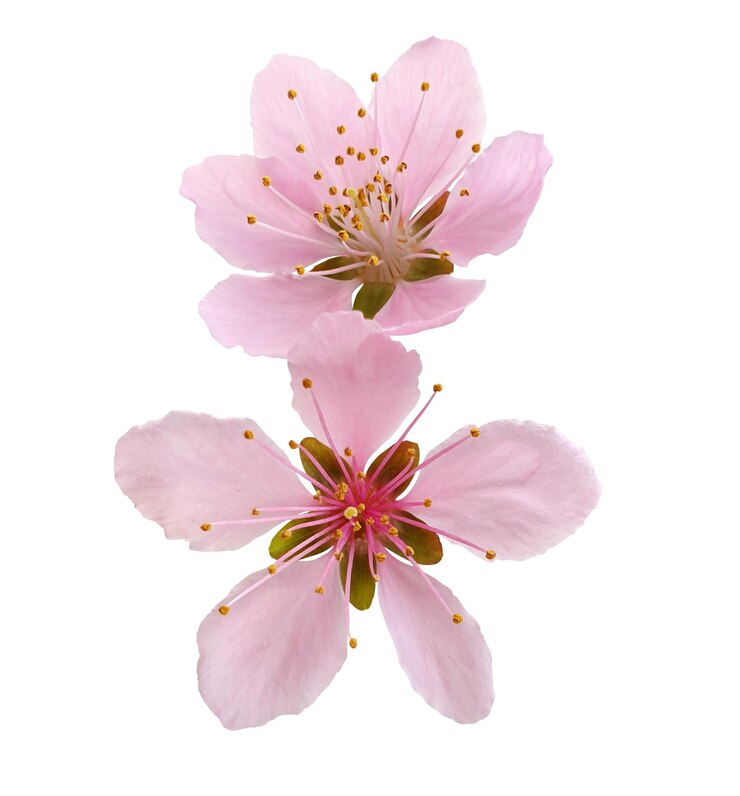 PSD fleur rose délicate vue rapprochée de la fleur de pêche montrant la beauté du printemps