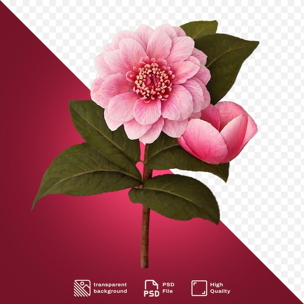 PSD une fleur rose sur un fond transparent