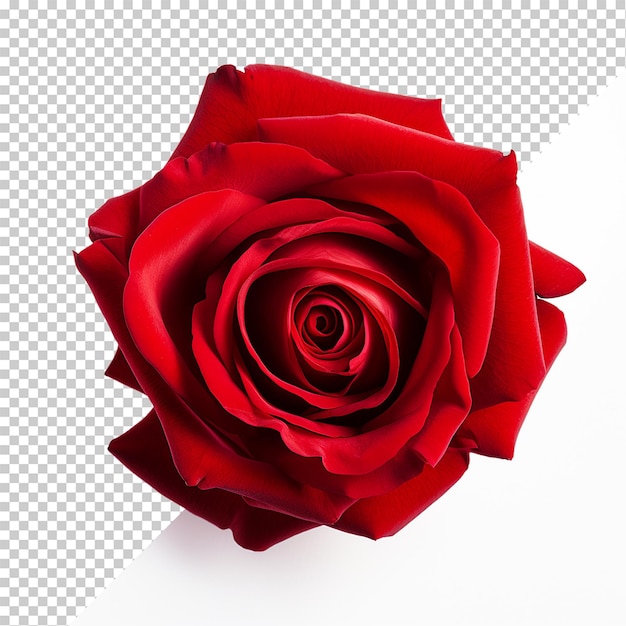 PSD fleur de rose isolée sur un fond transparent