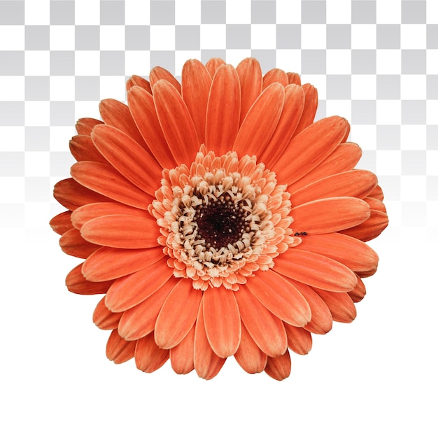 Fleur rose isolée sans fond