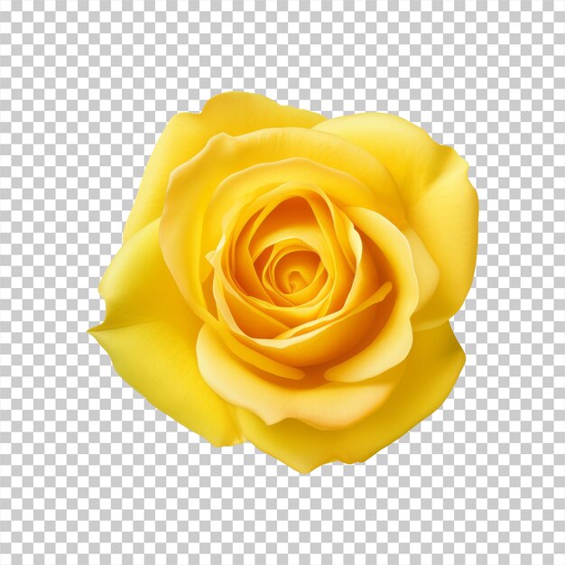 PSD fleur de rose jaune isolée sur un fond transparent