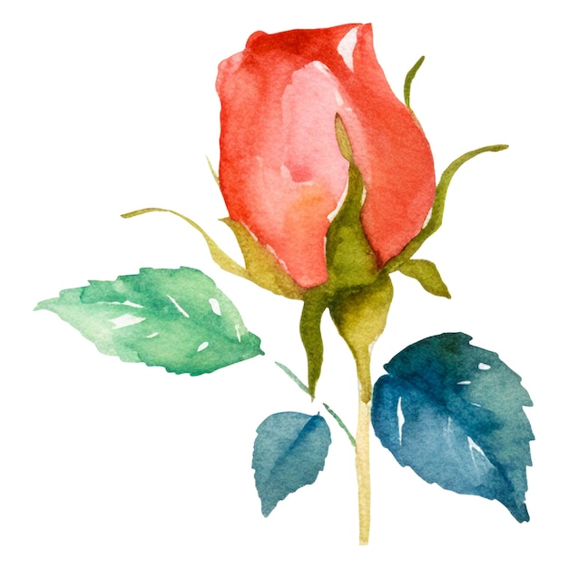 Fleur De Rose Peinte à L'aquarelle Elément De Conception Dessiné à La Main Isolé Sur Un Fond Transparent