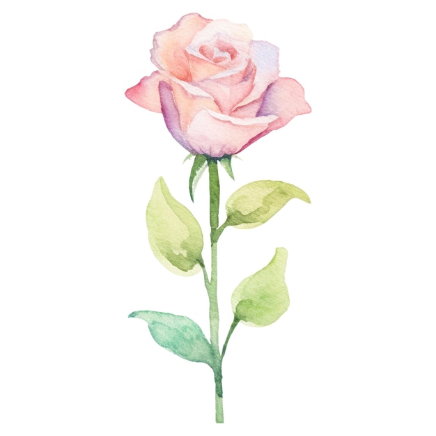 PSD fleur de rose peinte à l'aquarelle elément de conception dessiné à la main isolé sur un fond transparent