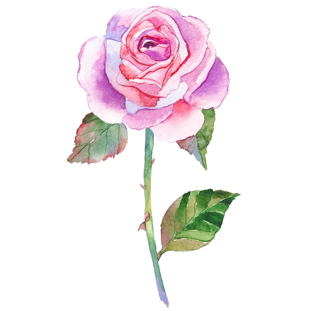 Fleur Rose Peinte à L'aquarelle éléments De Conception De Fleurs Dessinés à La Main Isolés Sur Fond Blanc